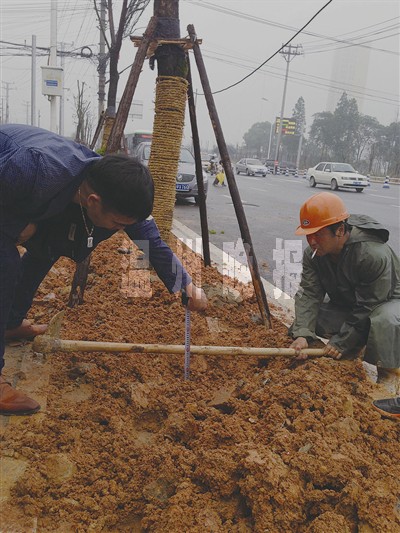 网称牛山北路水泥地上种树调查发现地硬土薄