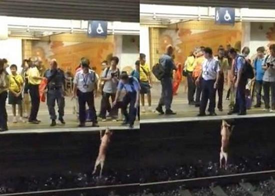 港铁辗死小狗遭抗议