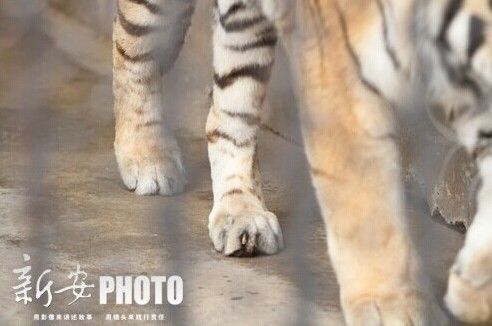 女子到动物园游玩 一眼看出老虎后脚有炎症(图)