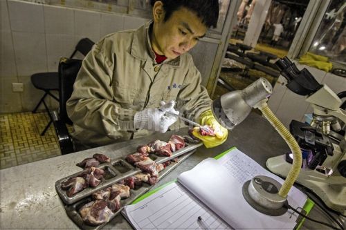记者体验"猪肉检验检疫员 接尿检测需迅速