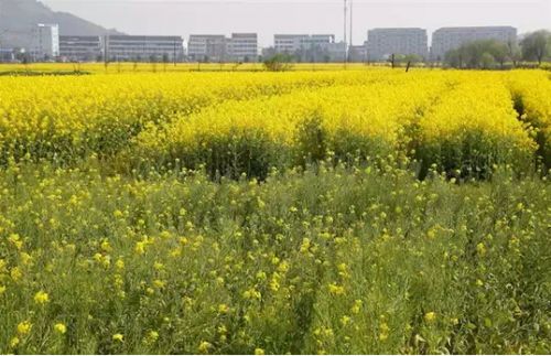 瑞安桐浦油菜花基地