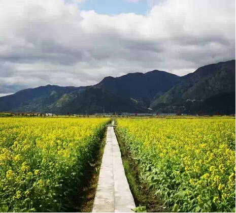 温州17处油菜花观赏地!