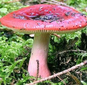 舌尖上的毒蘑菇