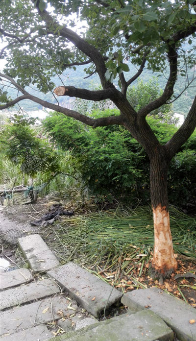 茶山一名男子吊死在一棵香樟树上