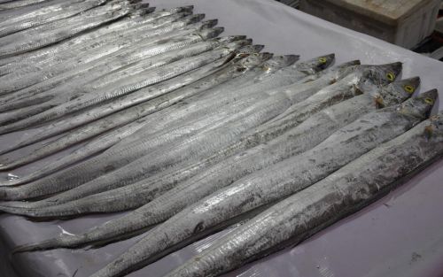 东海带鱼身价大增 半斤左右一条要80元_温都网 - 温州