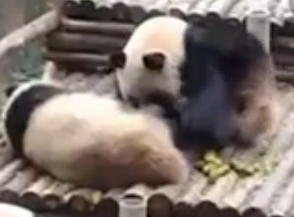 【看看爽】熊猫有多萌?挠个痒都风情万种