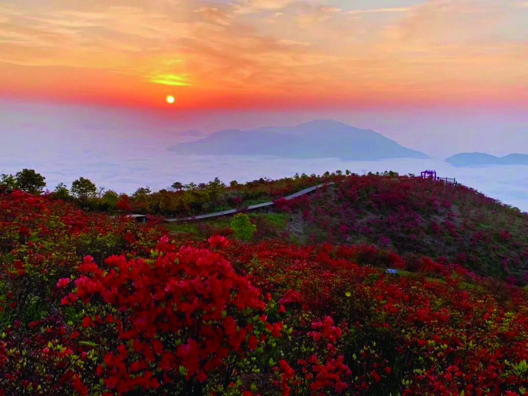 瑞安圣井山杜鹃花海等你来(分离-fz00291426201.jpg