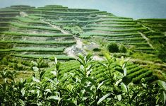 四月正是采茶时——温州及丽水采茶点推荐