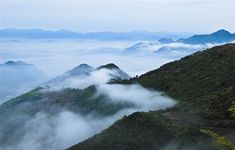 “乌牛早茶”第一村——行禅村