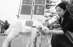 女白领商业区放羊 减压?