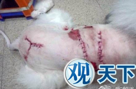 两狗打架 狗主持刀帮忙狂砍十余刀
