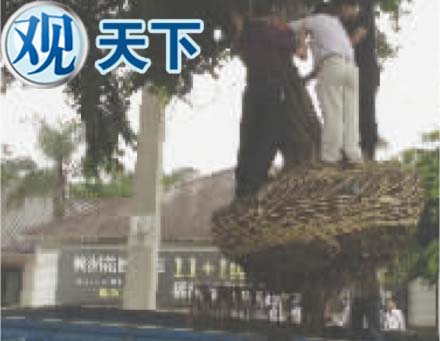 花甲老人护树竟被连人带树吊起