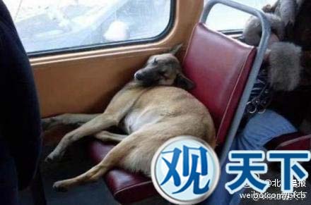美国老人公交车上遭狗咬索赔2×10的36次方美元