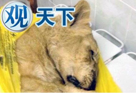 女子将75公斤重狮子带上火车 谎称是猫