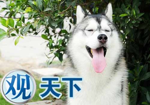 女主人与哈士奇吻别 下嘴唇惨被咬掉