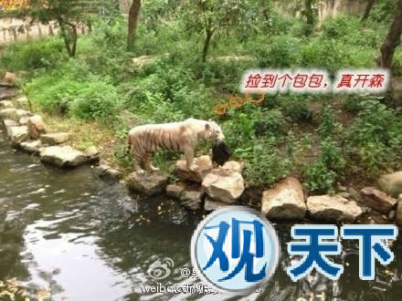 阿姨戏虎反被戏