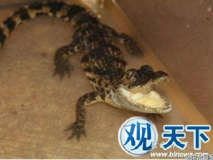 父母同意儿子养鱼 儿子买回一条鳄鱼