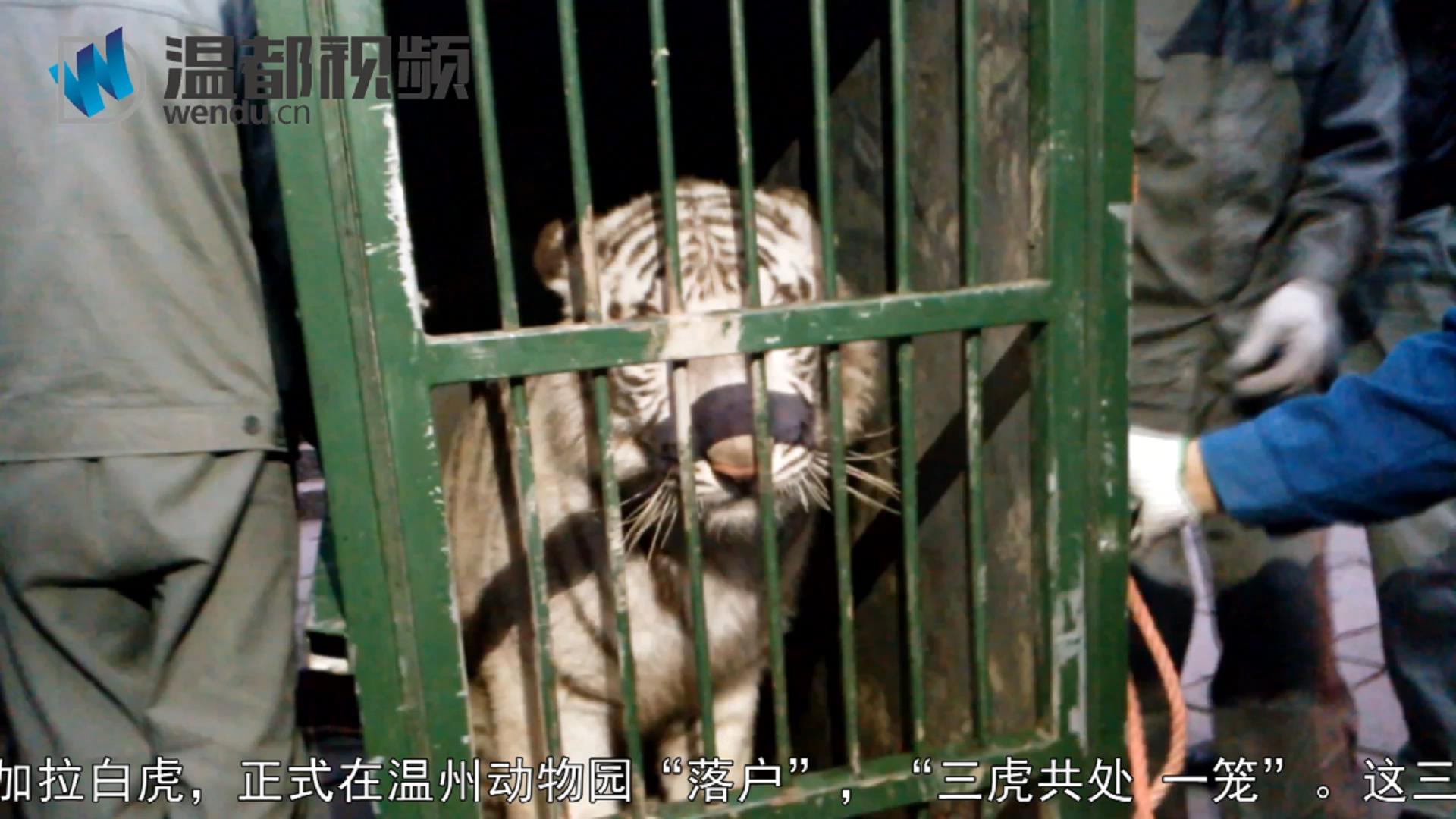 三只孟加拉白虎来温州动物园啦