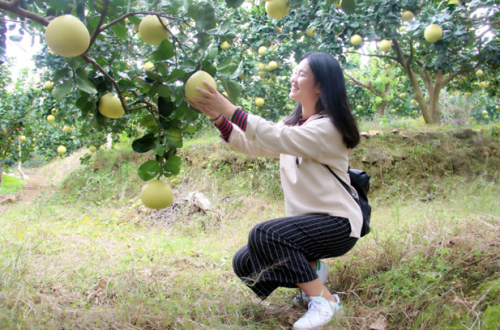 多彩马站之"柚果思念"采摘活动新闻发布会顺利举行