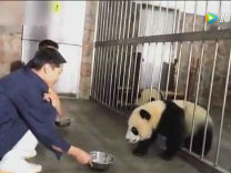 【看看爽】熊猫团子为了盆奶施展穿墙术