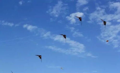 本周末江心屿将举行全国风筝表演赛