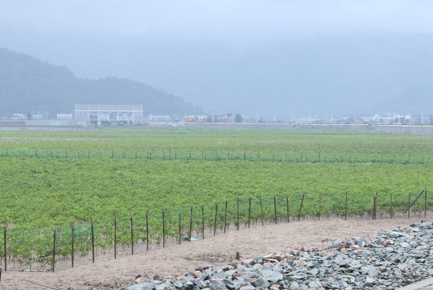 省委常委,常务副省长冯飞调研绿能小镇