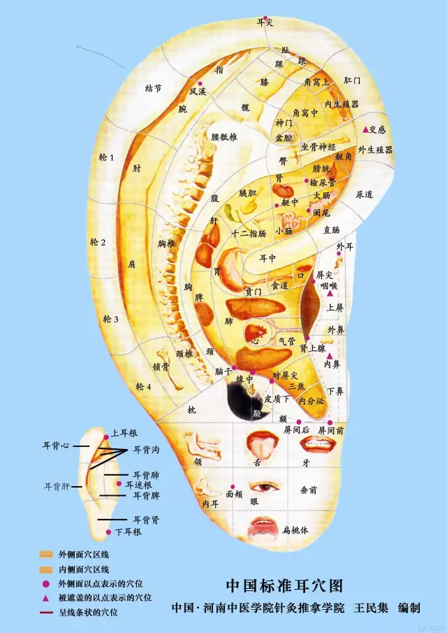 中国标准耳穴图.png