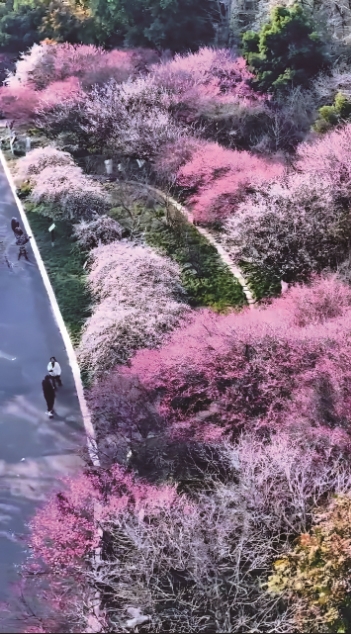 三垟湿地.jpg