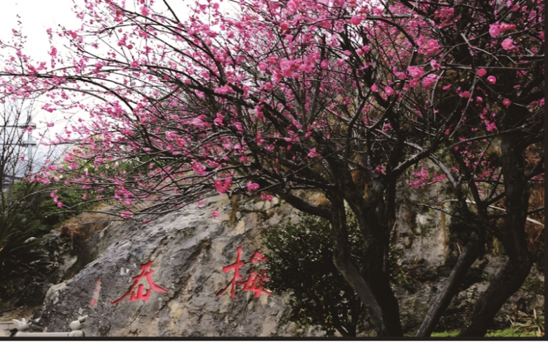梅岙.jpg