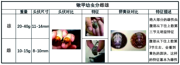 图13 公母对比.jpg