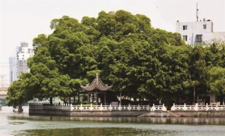 千年榕树王.jpg