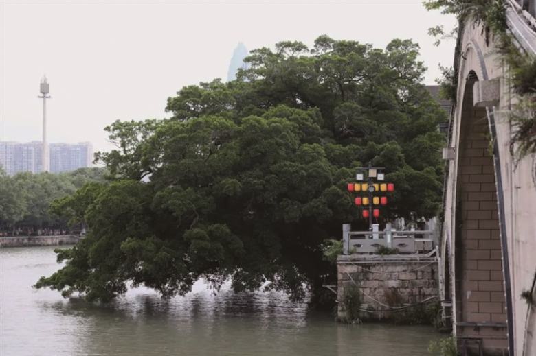 南塘河边的大榕树.jpg