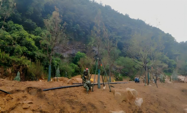 三标对已种植树木进行加固.jpg
