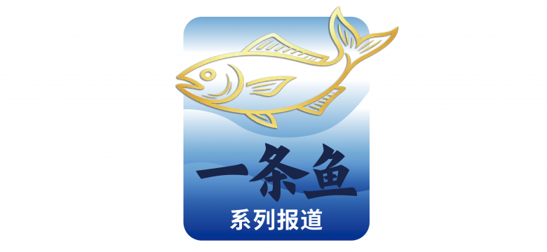 1781012366871.jpg 一条鱼系列报道1.jpg